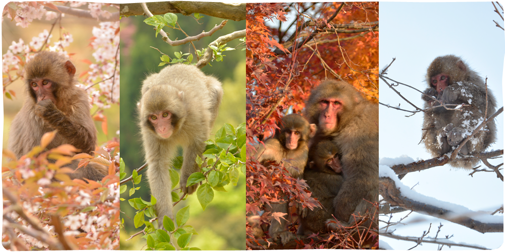 arashiyama-monkeypark