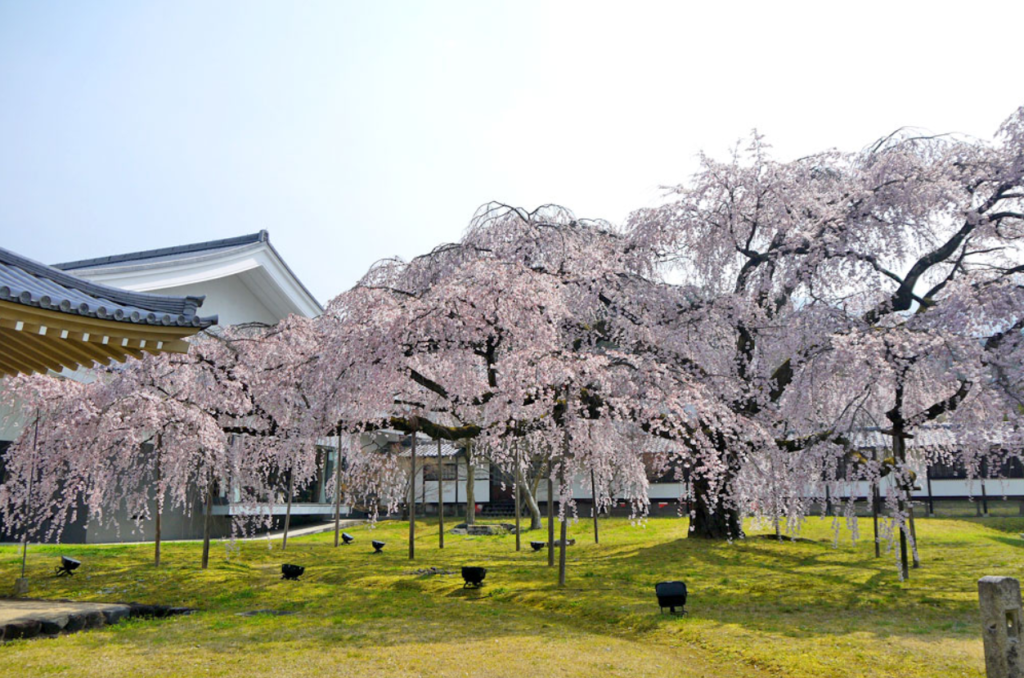 kyoto-cherry-blossom-daigoji
