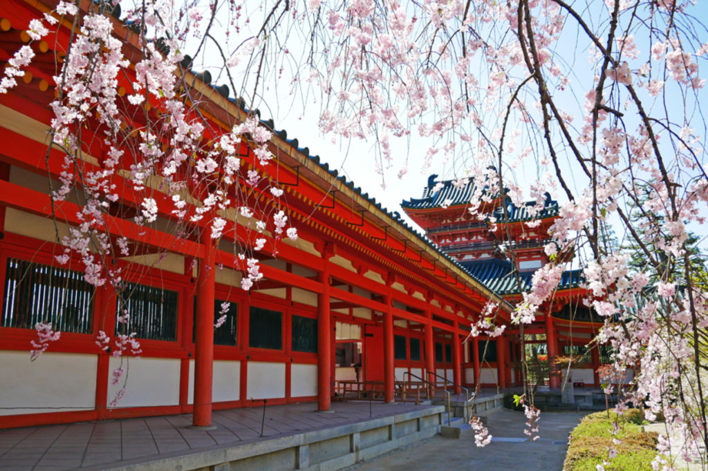 kyoto-cherry-blossom-heian-jingu