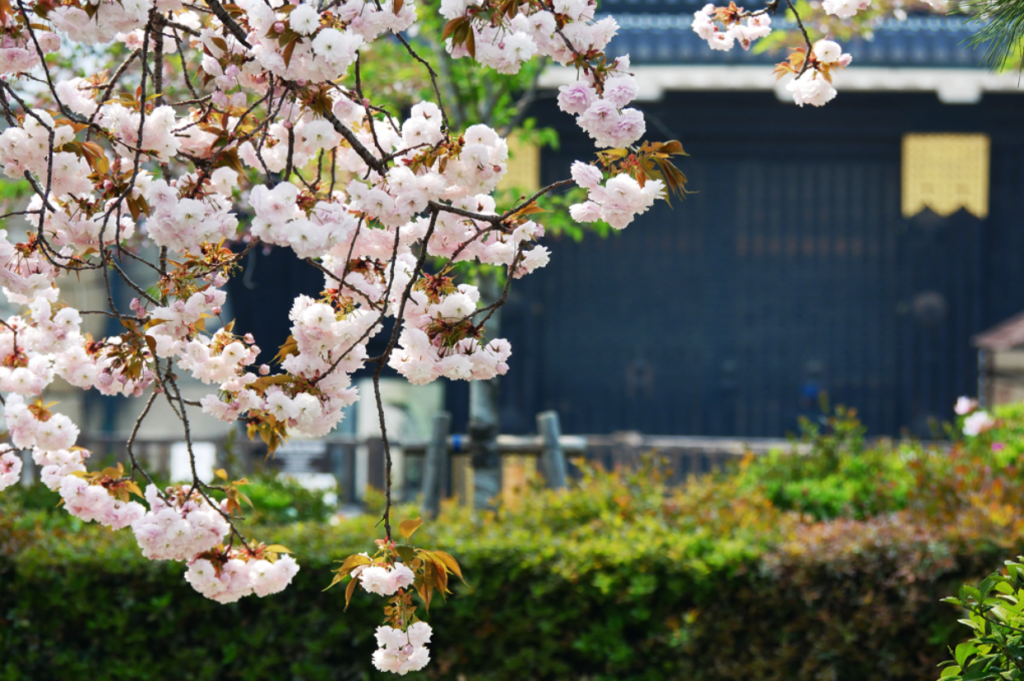kyoto-cherry-blossom-nijojo