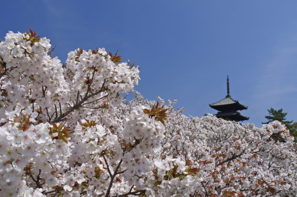 kyoto-cherry-blossom-ninnaji