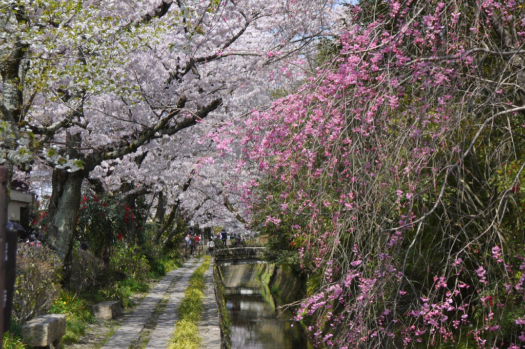 kyoto-cherry-blossom-philosophers-path