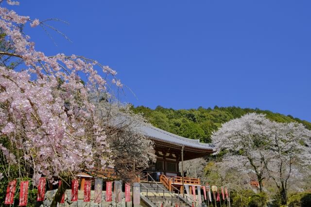 daigo-ji-temple-sakura