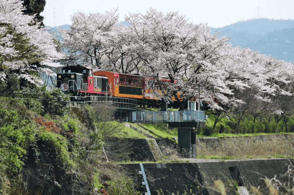 sagano-romantic-train-spring