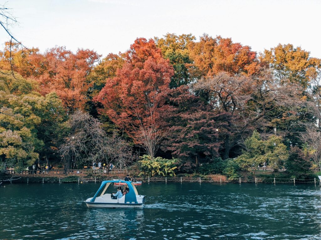 inokashira park autumn