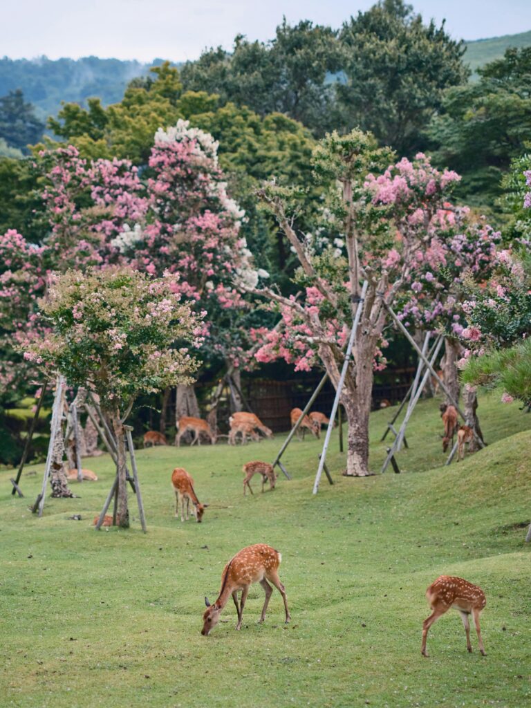 nara park