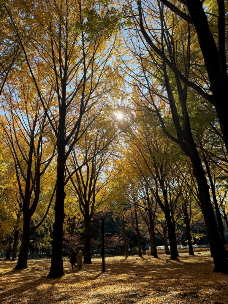 yoyogi park autumn