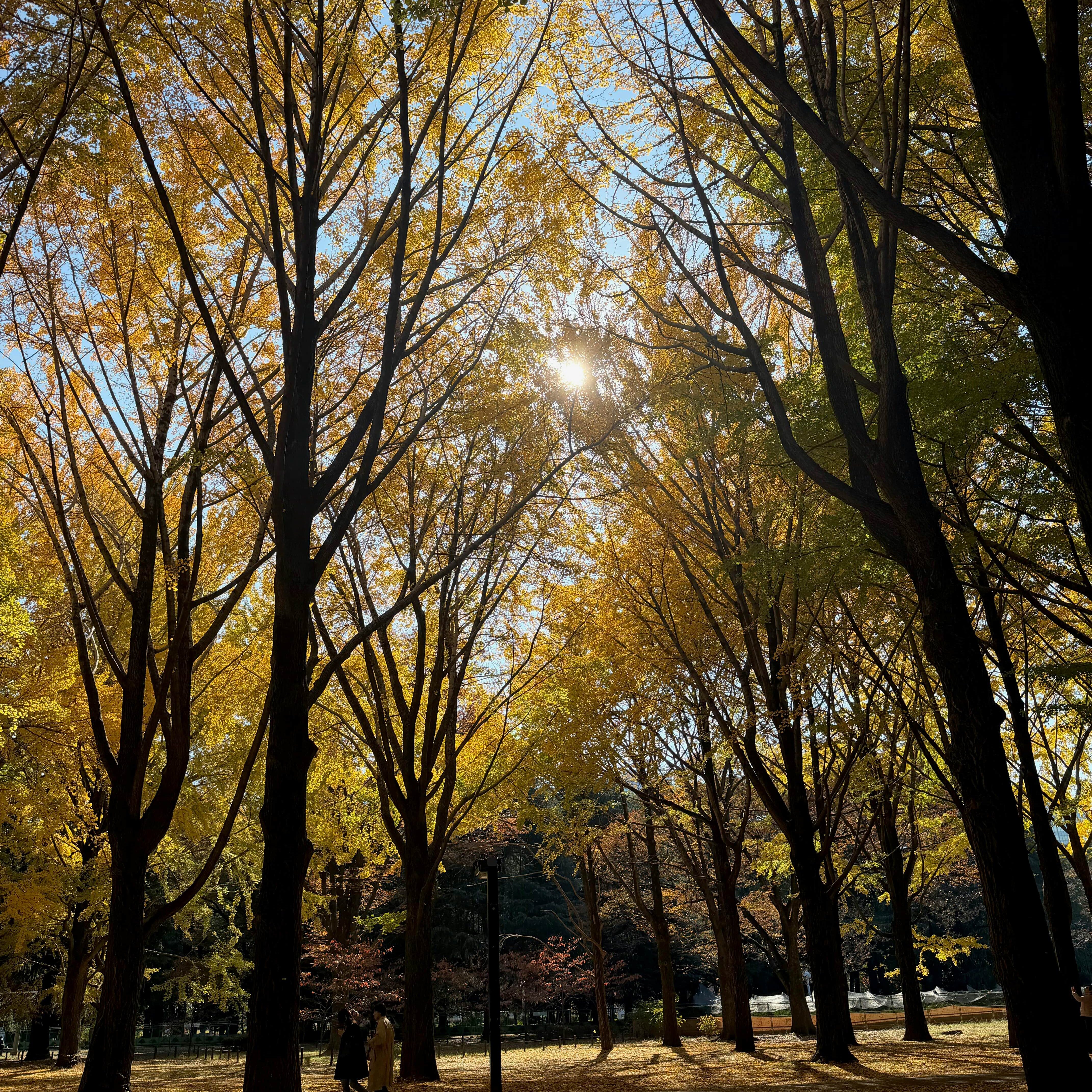 yoyogi park autumn