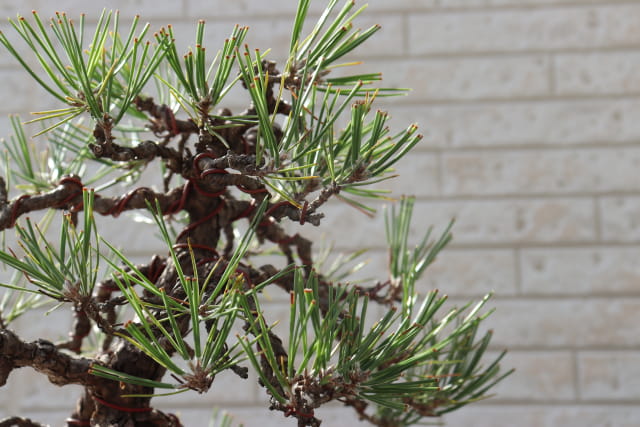 kuromatsu bonsai