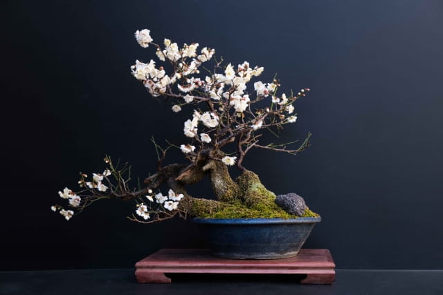 ume bonsai