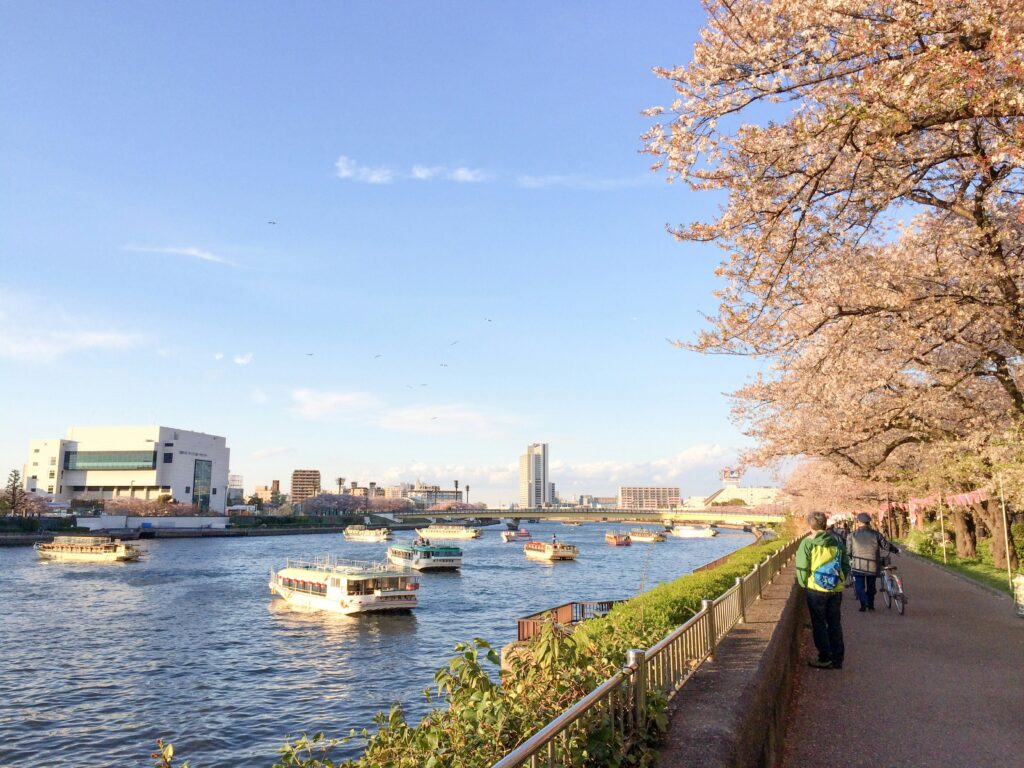 cherry blossoms river