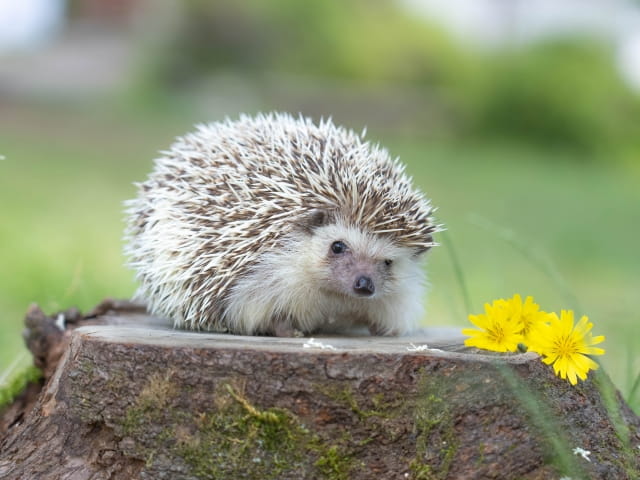 hedgehog