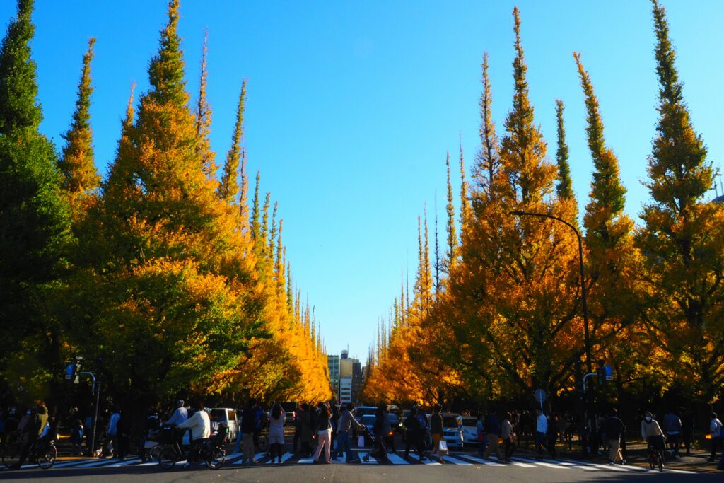 meiji jingu gaien autumn leaves